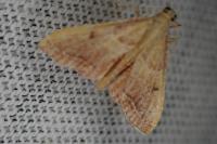 Endotricha flammealis