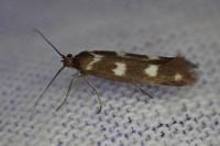 Scythris scopolella