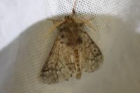 Thaumetopoea pityocampa