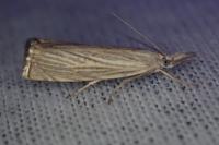 Chrysoteuchia culmella