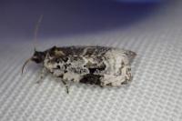 Apotomis turbidana