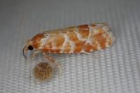 Rhyacionia pinicolana