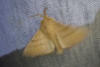 Malacosoma neustria