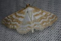 Idaea sericeata