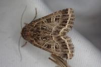 Sideridis reticulata