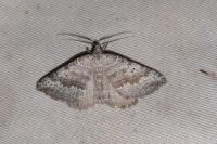 Scotopteryx bipunctaria