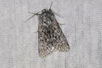 Acronicta euphorbiae