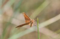 Idaea serpentata