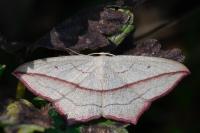 Timandra comae