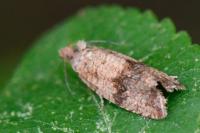 Celypha striana