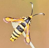Bembecia uroceriformis