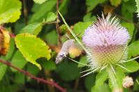 Macroglossum stellatarum