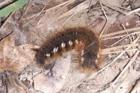 Euthrix potatoria