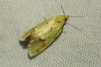 Agapeta hamana