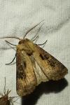 Agrotis clavis