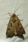 Agrotis exclamationis