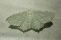 Campaea margaritaria