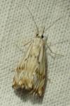 Catoptria falsella