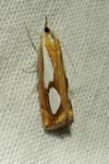 Catoptria pinella