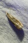 Catoptria verellus