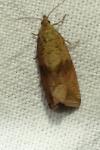 Celypha striana