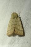 Charanyca trigrammica
