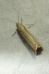 Chrysoteuchia culmella