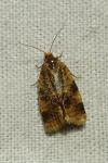 Epagoge grotiana