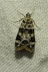 Eudonia delunella