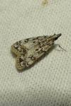 Eudonia lacustrata