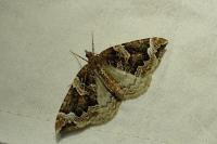 Eulithis prunata