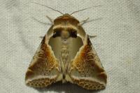 Habrosyne pyritoides