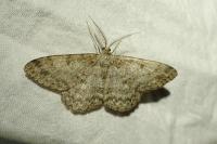 Hypomecis punctinalis