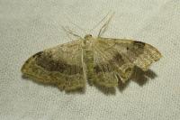 Idaea aversata