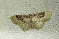 Idaea rusticata