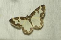 Lomaspilis marginata