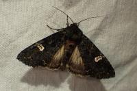 Melanchra persicariae