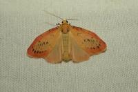 Miltochrista miniata