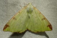 Opisthograptis luteolata