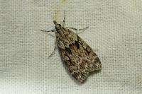 Scoparia basistrigalis