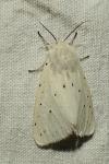 Spilosoma lubricipeda