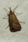 Synaphe punctalis