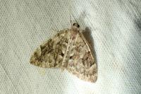 Thera variata / Thera britannica