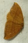 Watsonalla cultraria