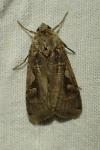 Xestia c-nigrum