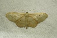 Idaea aversata