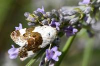 Acontia lucida
