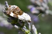 Acontia lucida