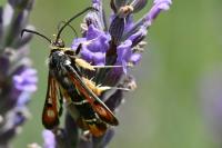 Pyropteron chrysidiforme