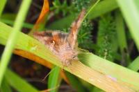Autographa gamma